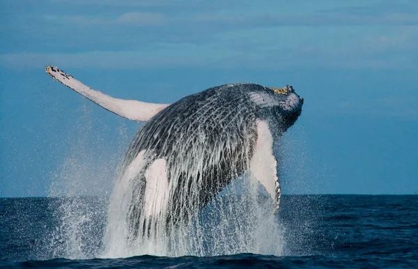 Wal springt in die Luft — Stockfoto