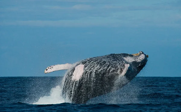 Whale jumping in the air — Stock Photo, Image