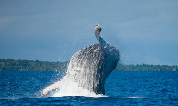 Velryba skákání ve vzduchu — Stock fotografie