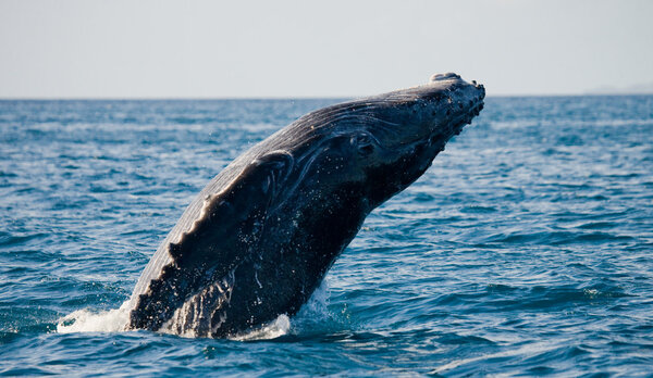 Jump humpback whale(Megaptera novaeangliae) , Africa, Madagascar