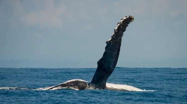 Saut de baleine dans les airs — Photo