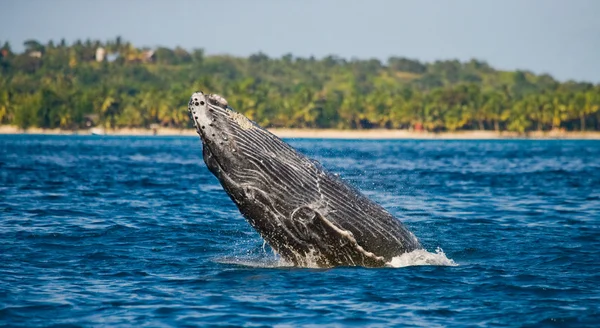 Saltar ballena jorobada — Foto de Stock