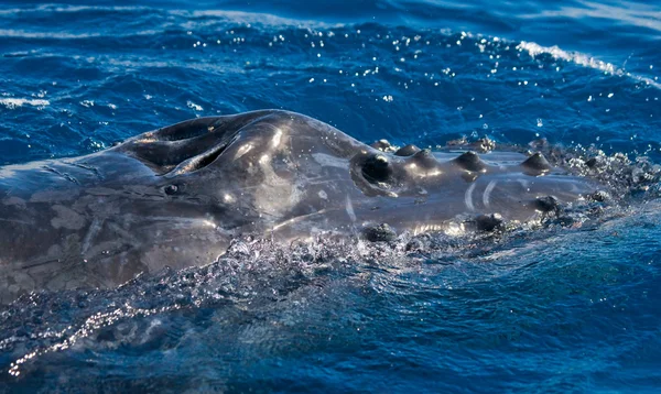 Горбатий кит крупним планом — стокове фото