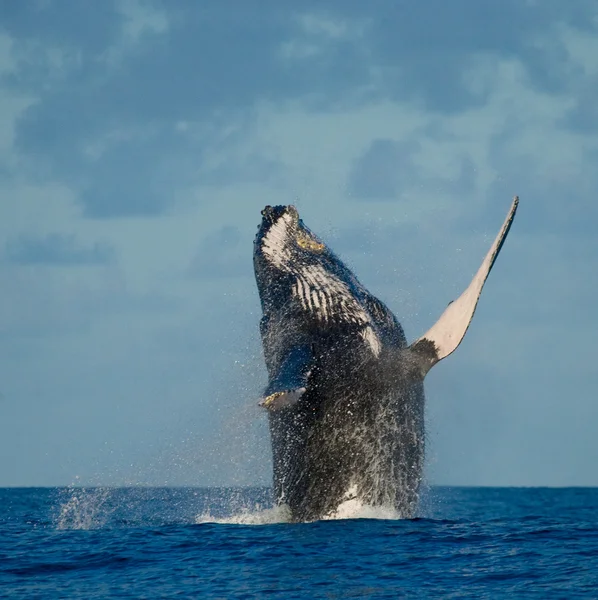 Havada atlama balina — Stok fotoğraf