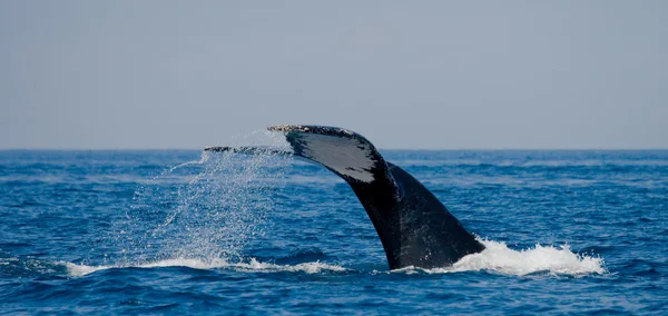 Salto de baleia no ar — Fotografia de Stock