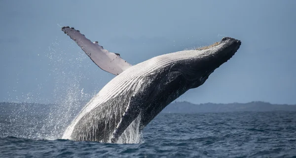 Whale jumping in the air — Stock Photo, Image