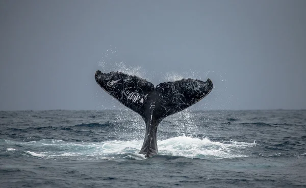 Cola de ballena jorobada . — Foto de Stock