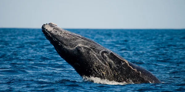 Άλμα humpback φάλαινα — Φωτογραφία Αρχείου