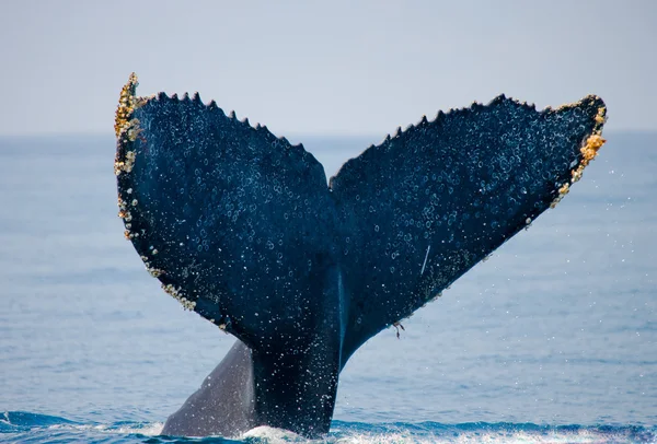 Walvis springen in de lucht — Stockfoto