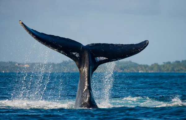 Walvis springen in de lucht — Stockfoto