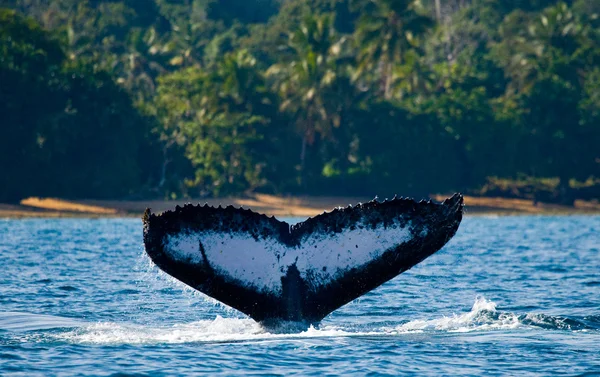 Whale jumping in the air — Stock Photo, Image