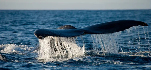 Queue de baleine à bosse . — Photo