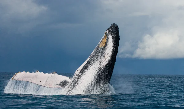 Whale jumping in the air — Stock Photo, Image