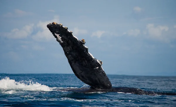 공중에서 점프 하는 고래 — 스톡 사진