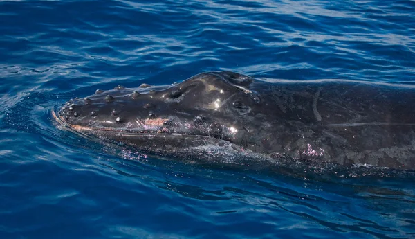 Humpback whale close up — Stock Photo, Image