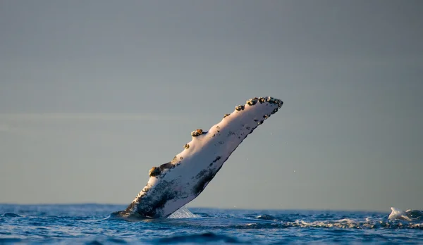 Balena che salta in aria — Foto Stock