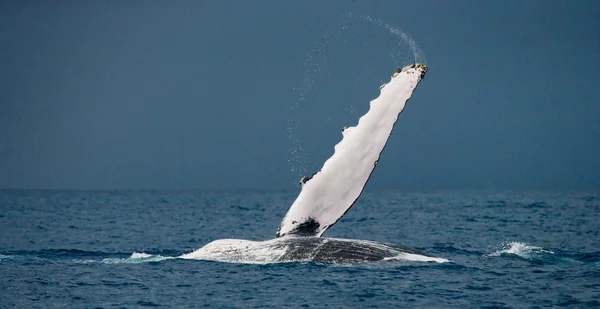 Ballena saltando en el aire — Foto de Stock