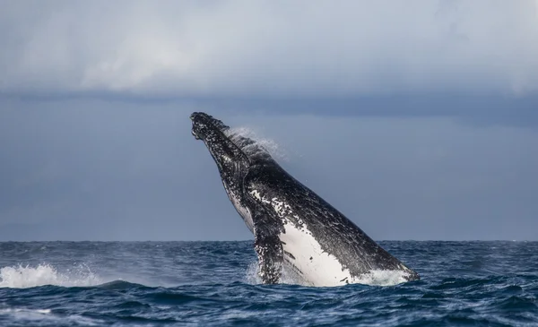 Whale jumping in the air — Stock Photo, Image