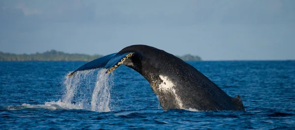 Ogon wieloryba garbaty. — Zdjęcie stockowe