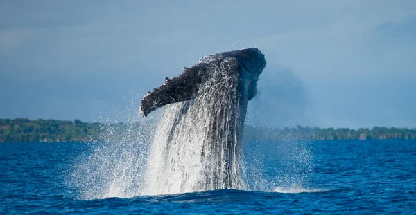 Balena che salta in aria — Foto Stock