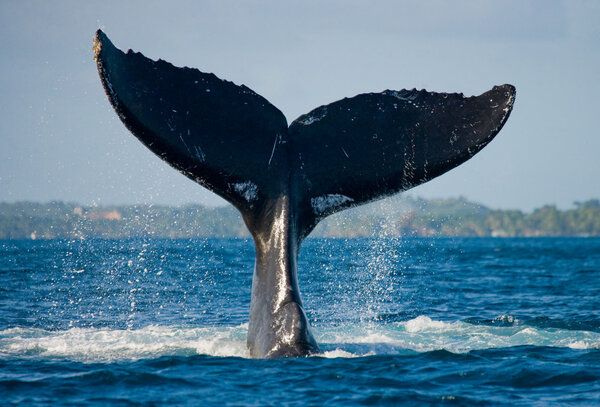 Whale jumping in the air (Megaptera novaeangliae) , Africa, Madagascar