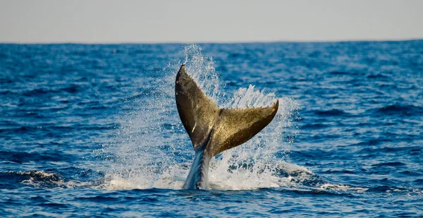 Whale jumping in the air — Stock Photo, Image