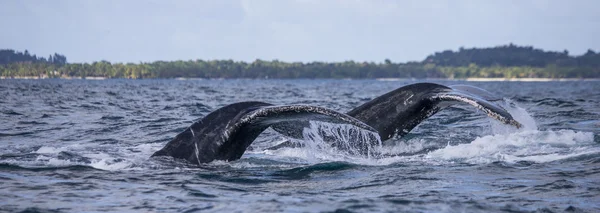 Горбатые китовые хвосты — стоковое фото