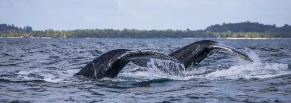 突背クジラ尾 — ストック写真