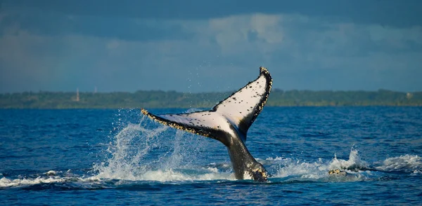 Kambur balina kuyruğu. — Stok fotoğraf