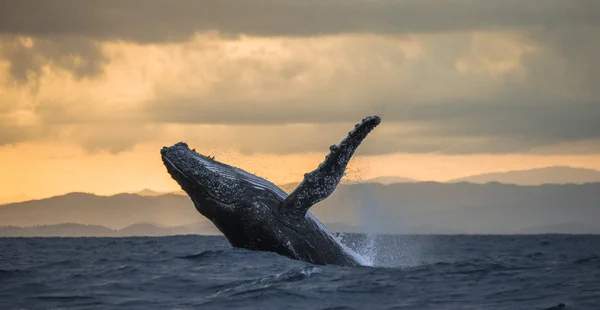 Whale jumping in the air — Stock Photo, Image