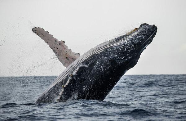 Whale jumping in the air (Megaptera novaeangliae) , Africa, Madagascar