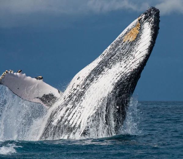 Ballena saltando en el aire — Foto de Stock