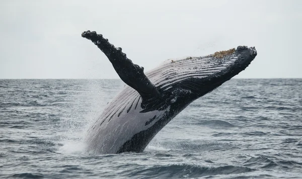 Whale jumping in the air — Stock Photo, Image