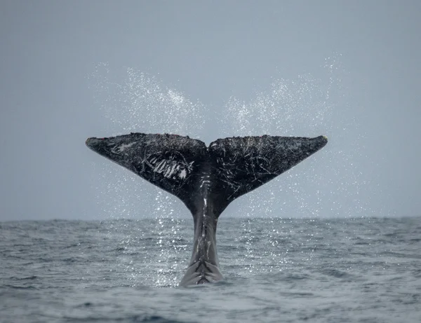 突背クジラの尾. — ストック写真