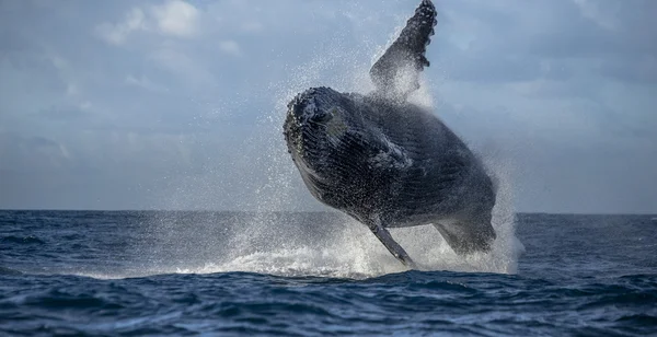 Whale jumping in the air — Stock Photo, Image