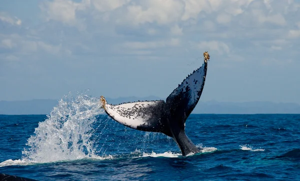 Cauda de baleia jubarte . — Fotografia de Stock