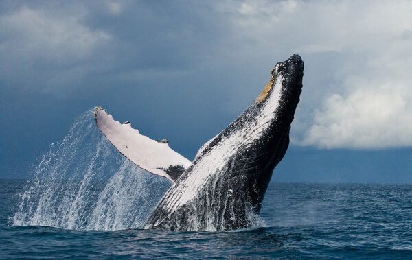 Whale jumping in the air (Megaptera novaeangliae) , Africa, Madagascar