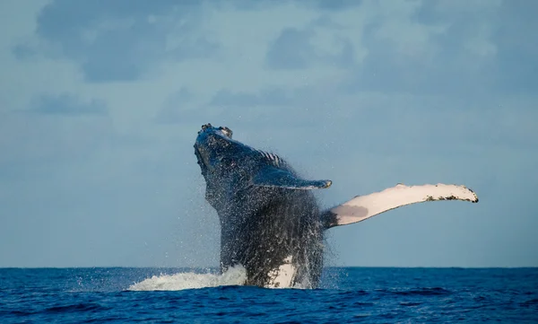 Прыжки китов в воздух — стоковое фото