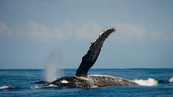 Whale jumping in the air — Stock Photo, Image