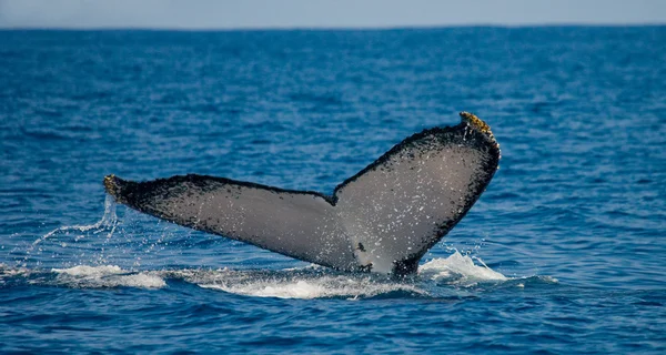 Saltar baleia jubarte — Fotografia de Stock