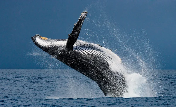 Ballena saltando en el aire — Foto de Stock