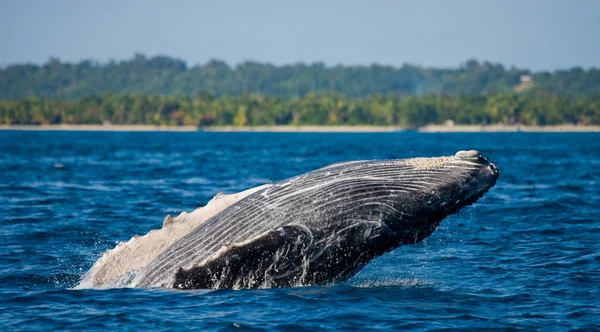 Saltar ballena jorobada — Foto de Stock