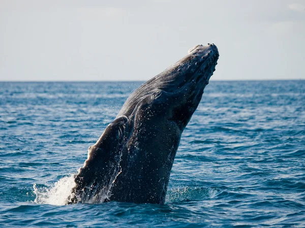 Saltar ballena jorobada — Foto de Stock