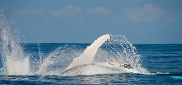 Whale jumping in the air — Stock Photo, Image