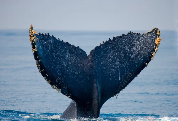 Balena che salta in aria — Foto Stock