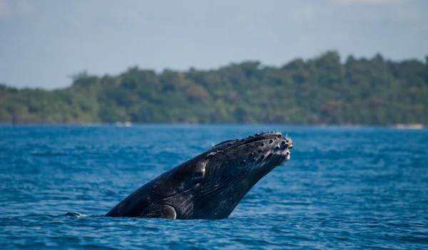 Whale jumping in the air — Stock Photo, Image