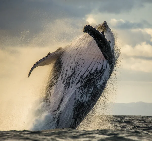 Whale jumping in the air — Stock Photo, Image