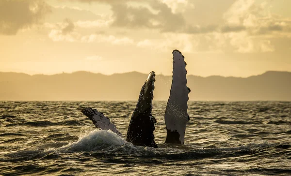 Whale jumping in the air — Stock Photo, Image