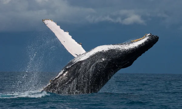 クジラの空気中のジャンプ ストック画像