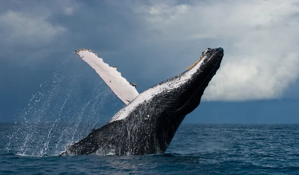 Wal springt in die Luft lizenzfreie Stockbilder